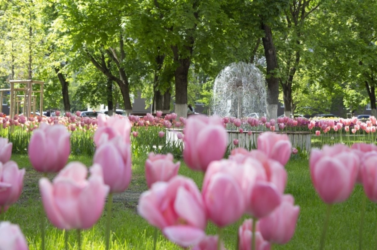    В понедельник, 22 мая, в Алтайском крае будет теплая и ясная погода
