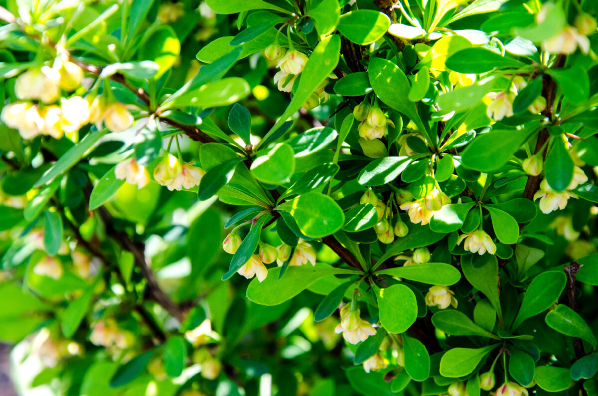 Артопурпурея Нана. весной