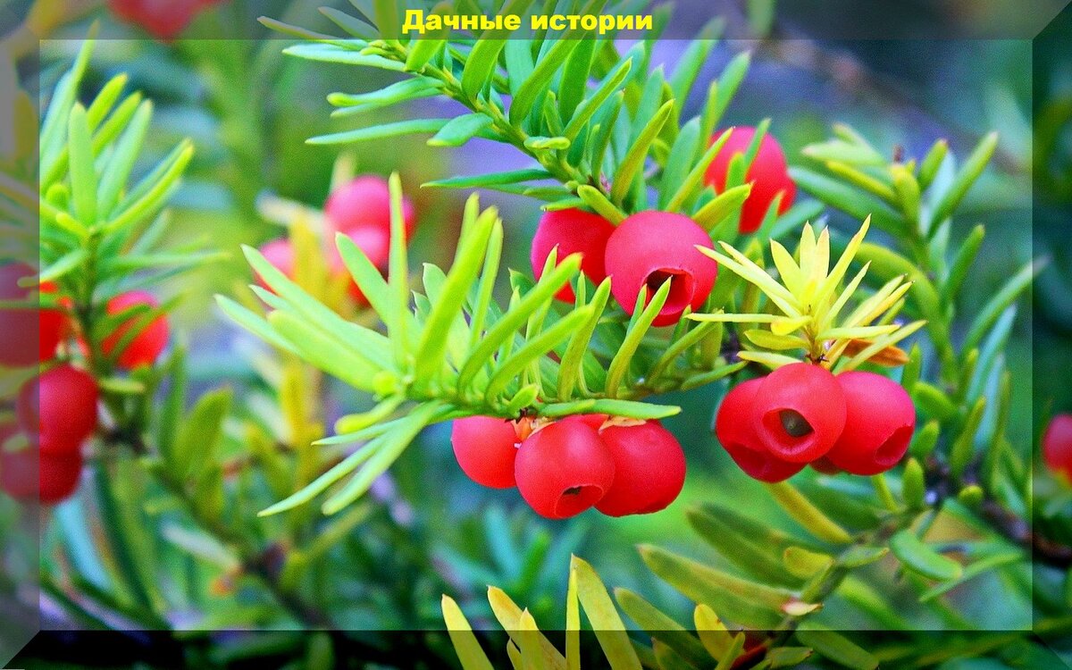 https://vk.com/photo-159774511_457260356.  Тис остроконечный