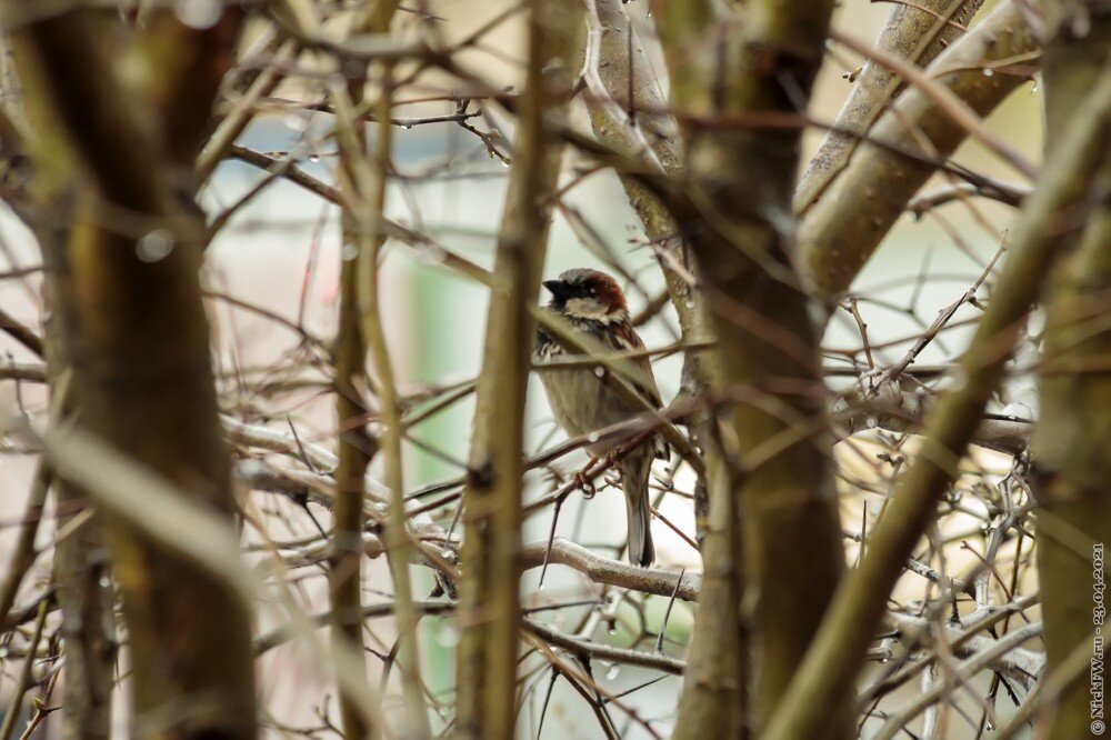 1. Домовый воробушек © NickFW.ru — 23.04.2021г.