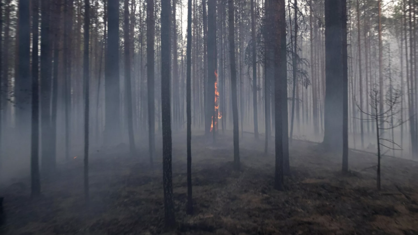    РИА Новости / Илья Тимин