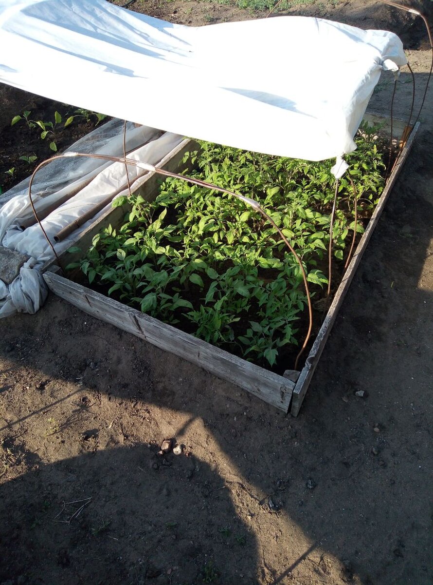 Растут потихоньку "помидорчики" в парнике!