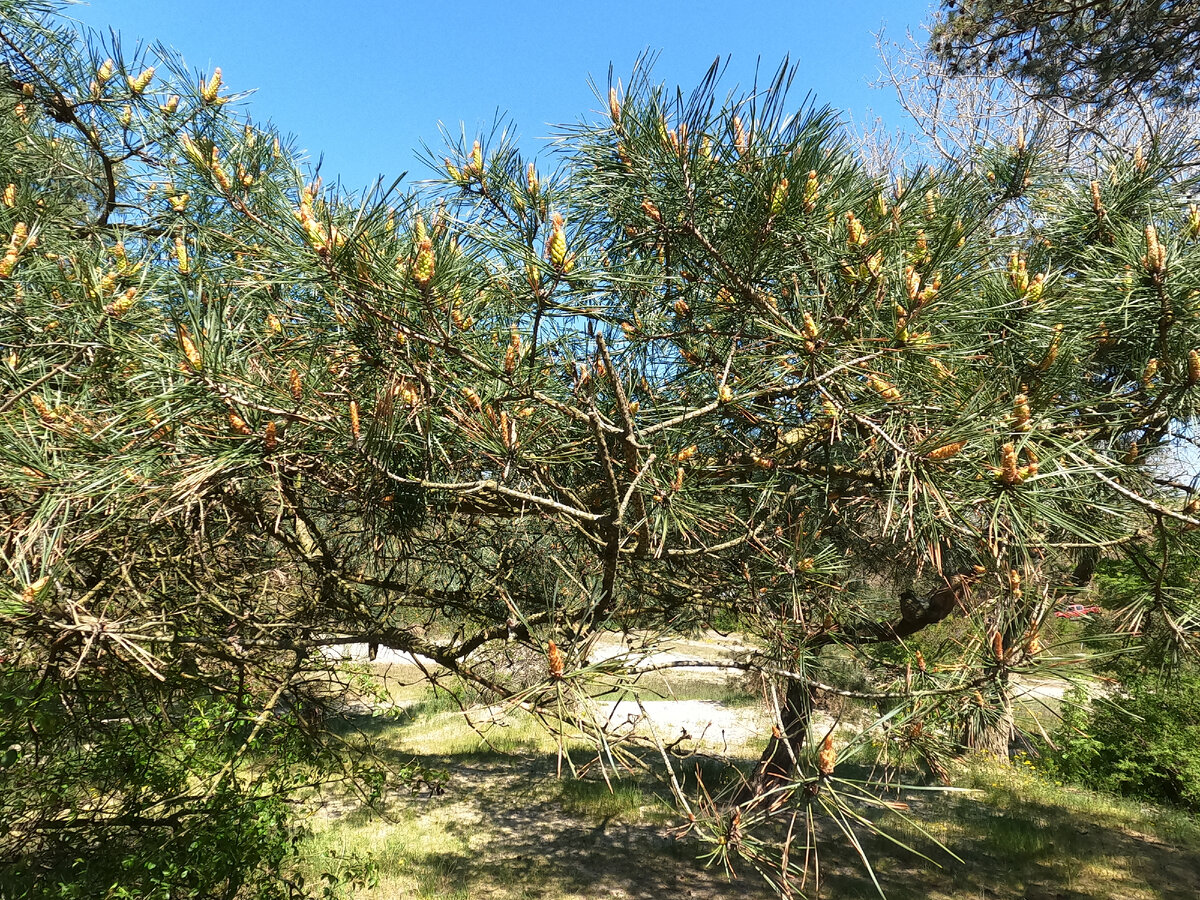 Поиск золота и кладов в дюнах