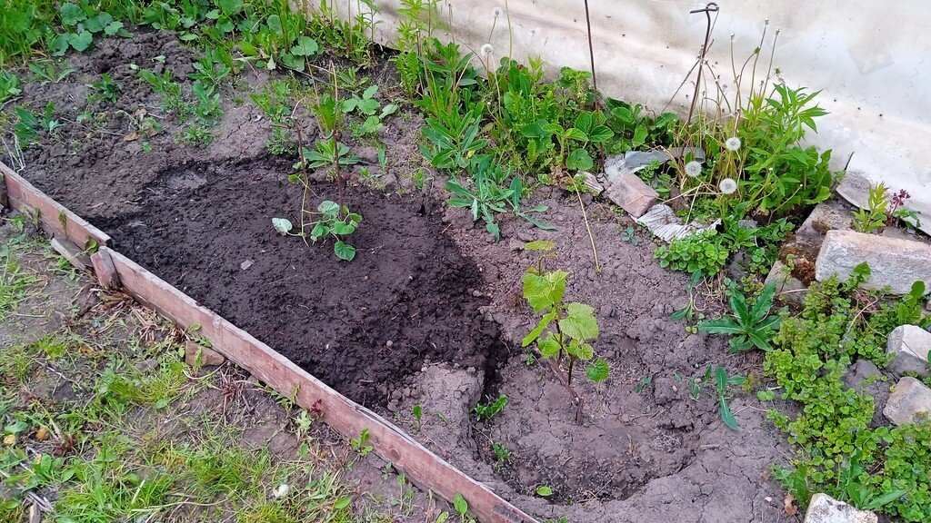 23 мая 2023 года. Дыни Chamoe в открытом грунте.