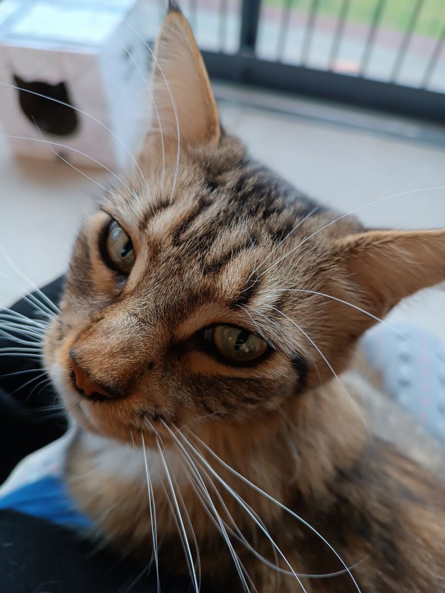 Кошка, которую били. Боится резких звуков, успокаивается рядом со мной