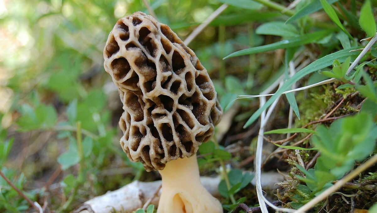     Редкие грибы продолжат собирать жители отдаленных уголков Ростовской области, об этом корреспонденту RostovGazeta рассказал ростовский эколог Дмитрий Брыканов