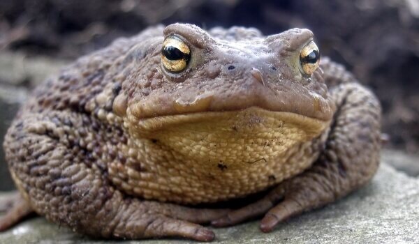 Ну здравствуй , мой упоротый друг (с)