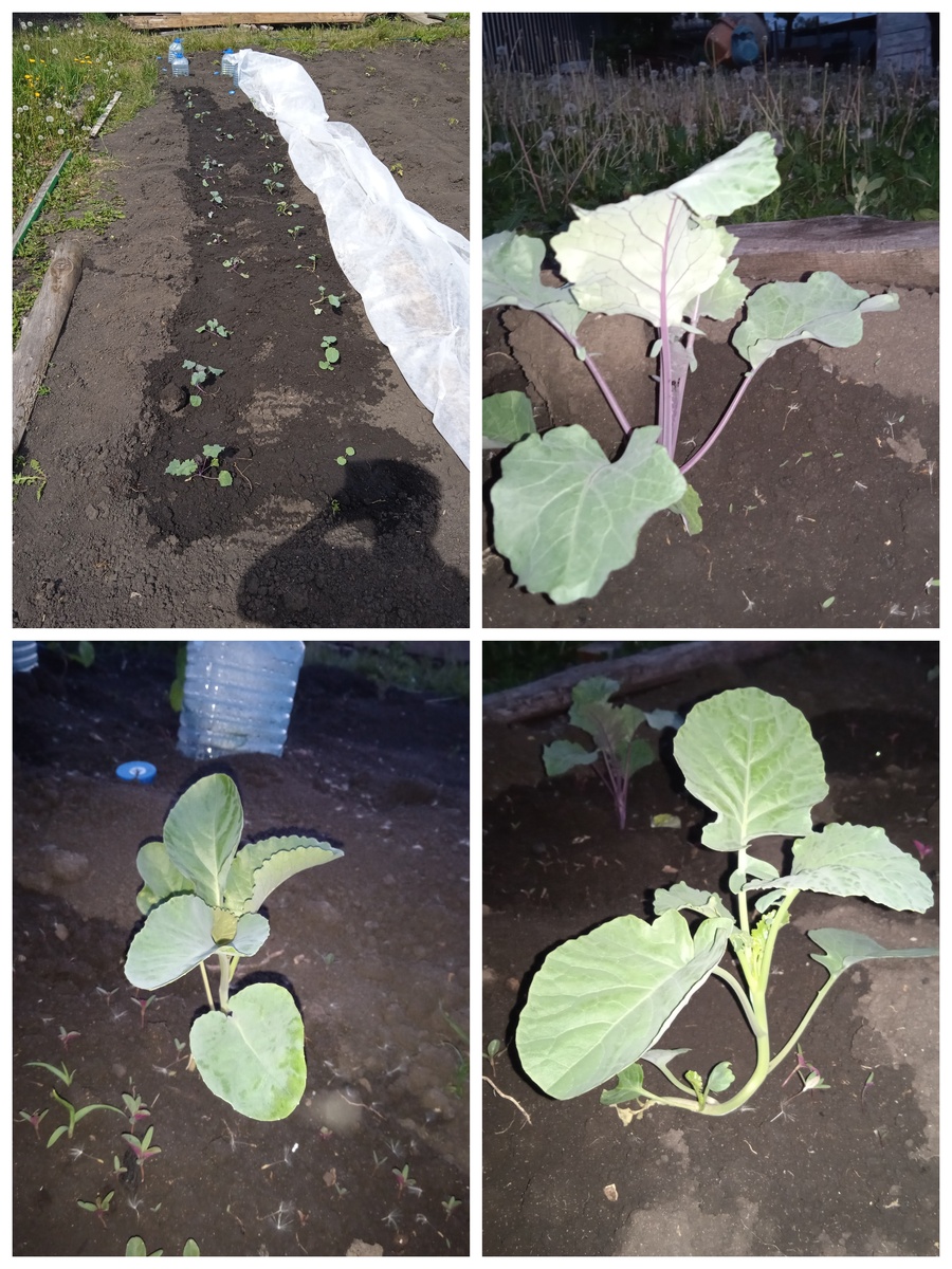 Участок с капустой