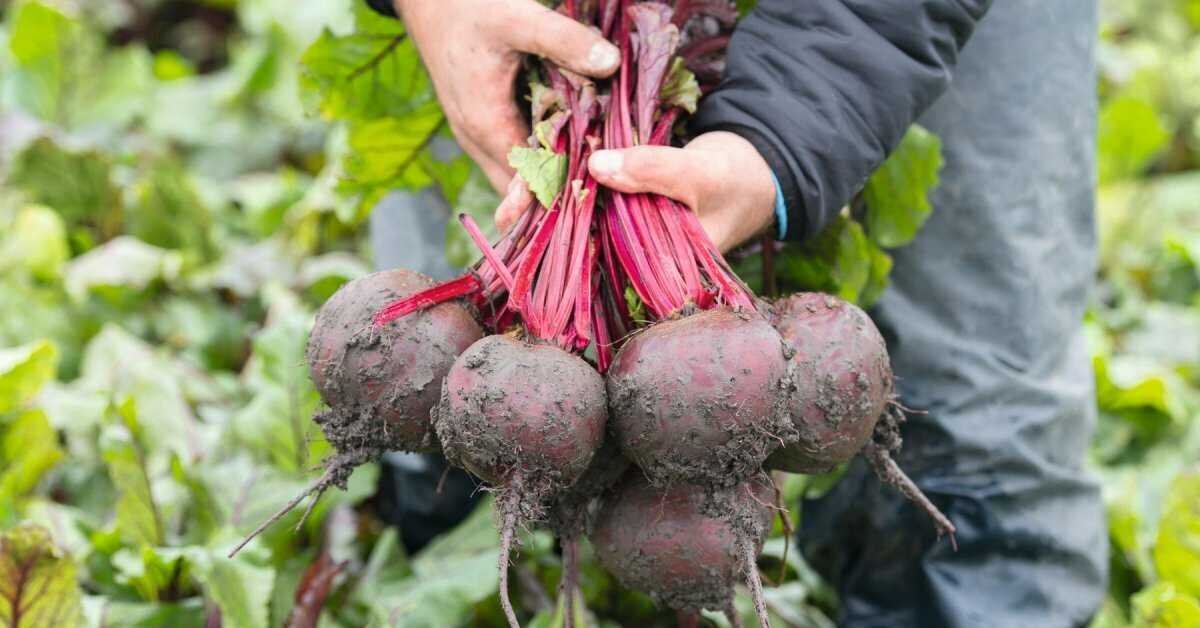 моя свекла в мае прошлого года)