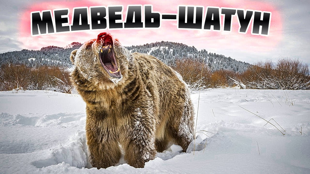 Включи медведь. Медведь шатун злой. Медведь шатун. Кто такой медведь шатун. Опасный медведь шатун
