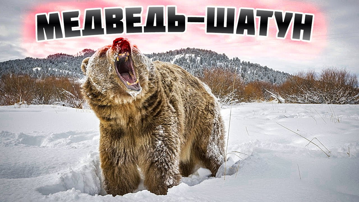 Включи bear. Медведь шатун злой. Медведь шатун. Кто такой медведь шатун. Опасный медведь шатун.