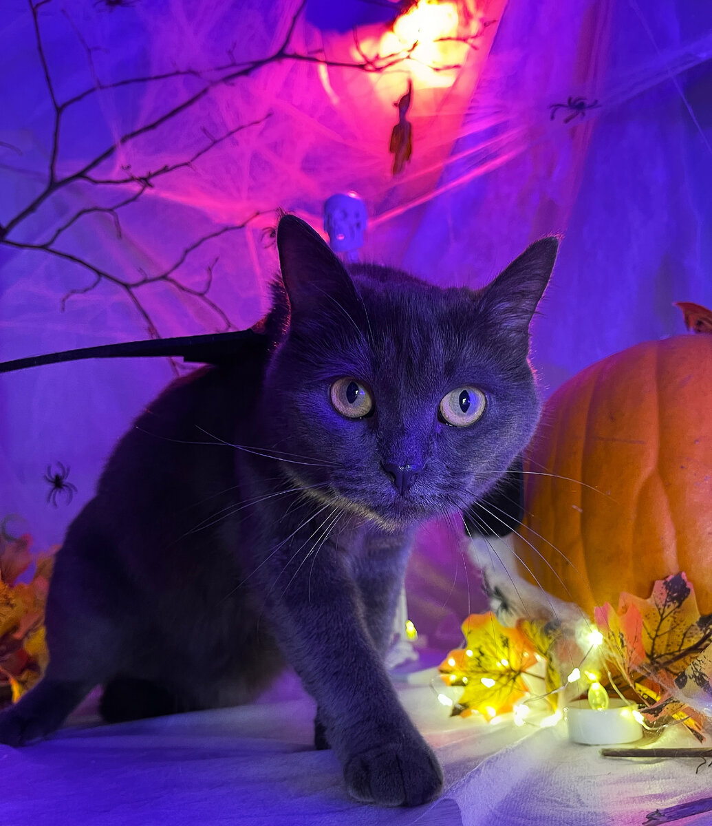 Кот-провидец из FrrFrr House
