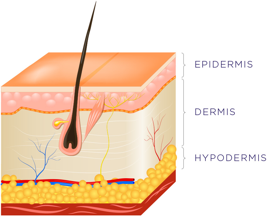 Пигмент содержащийся в коже. Слои кожи эпидермис дерма и гиподерма. Строение кожи эпидерси с и дерма. Строение кожи 3 слоя. Строение кожи лица эпидермис дерма гиподерма.