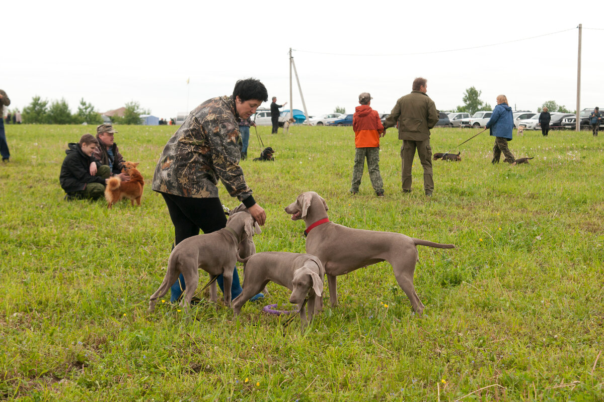 веймарские легавые