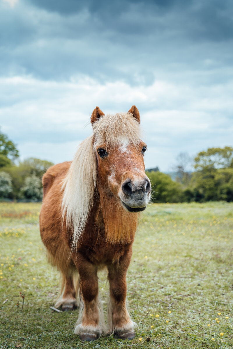 <a href="https://ru.freepik.com/free-photo/vertical-shot-of-a-brown-pony-on-the-grass-field-during-cloudy-weather_10303200.htm#query=%D0%BF%D0%BE%D0%BD%D0%B8&position=7&from_view=search&track=location_fest_v1">Изображение от wirestock</a> на Freepik