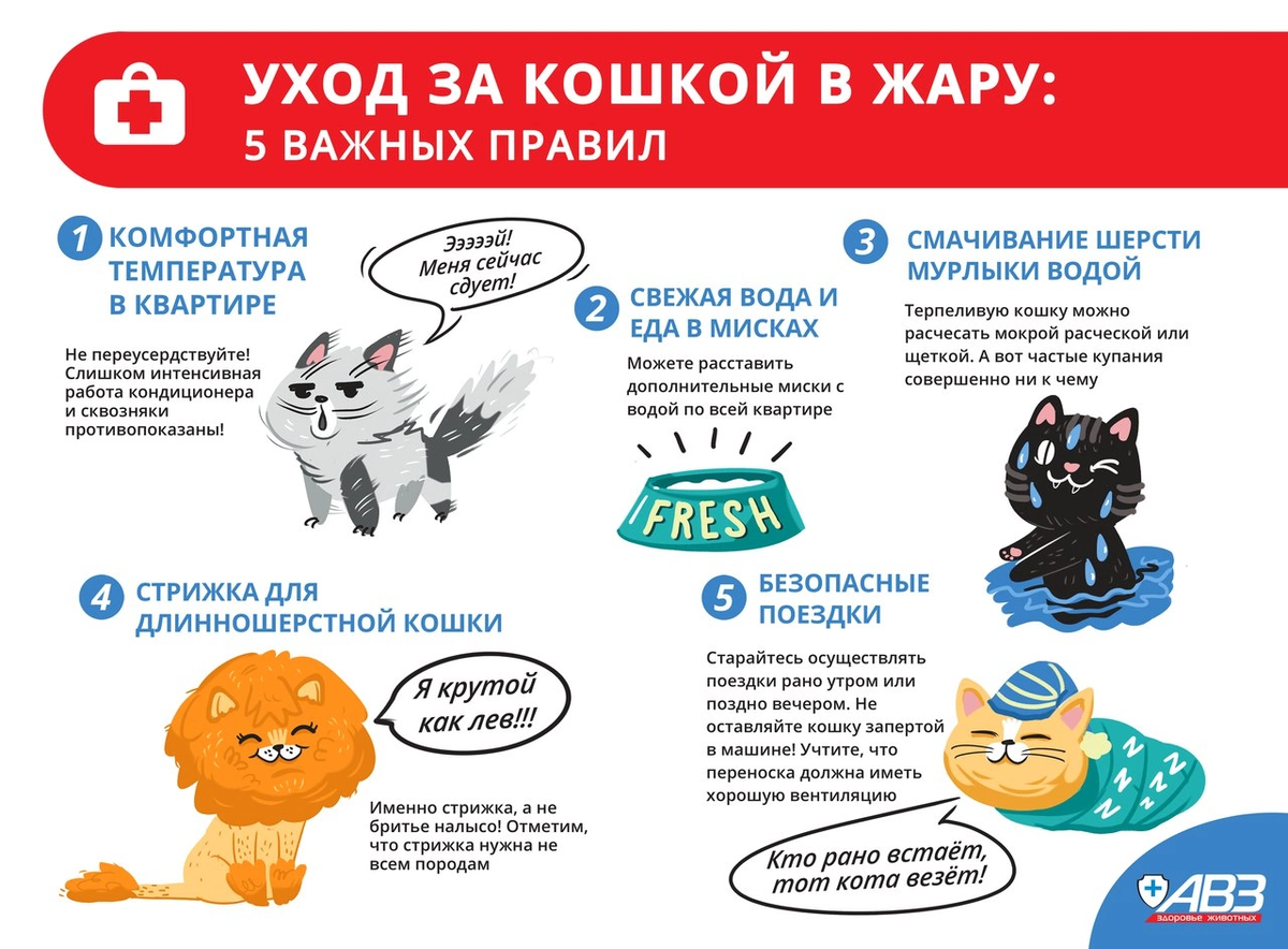 Лечение теплового удара у кошки