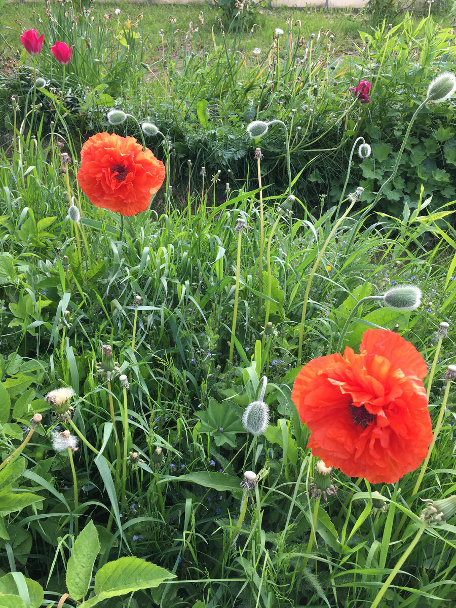 очень требуется прополка