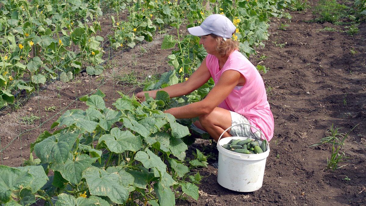    Чего не хватает огурцам для хорошего урожая