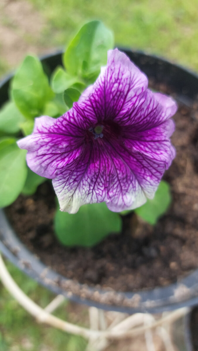 Все преодолевают,  даже цветы, чтобы цвести