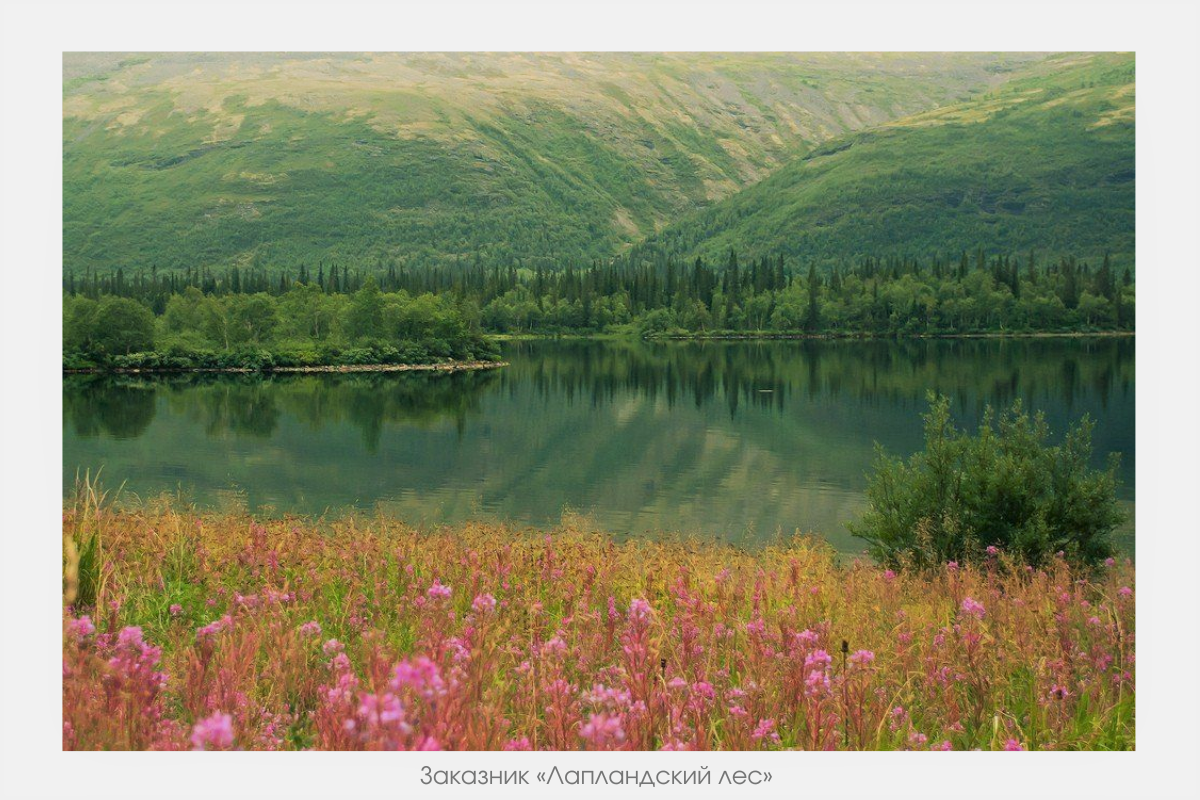 Мурманский заказник