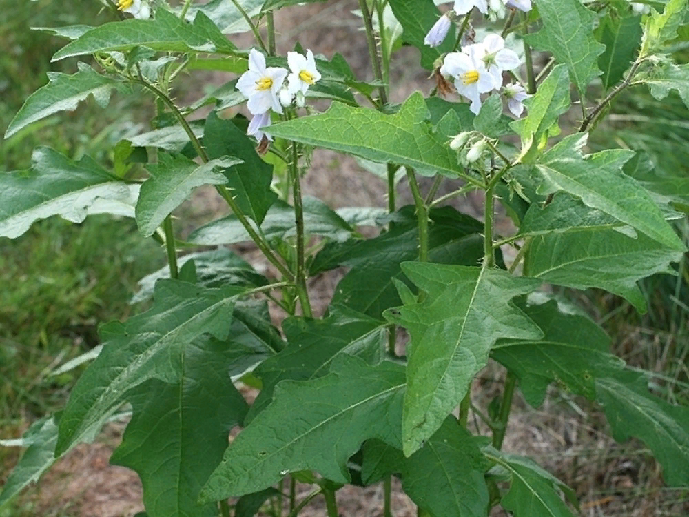 Стебель паслена. Паслен Каролинский. Паслен Каролинский (Solanum carolinense). Паслен трехцветковый (Solanum triflorum Nutt.). Паслен колючий (Solanum rostratum dun.).