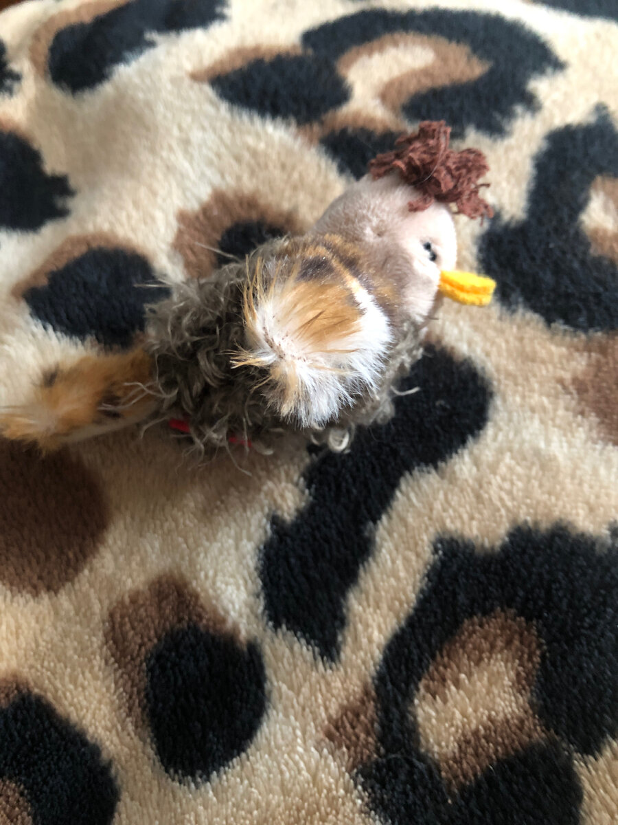 Забавный поющий воробей с ним играет даже Кисса 