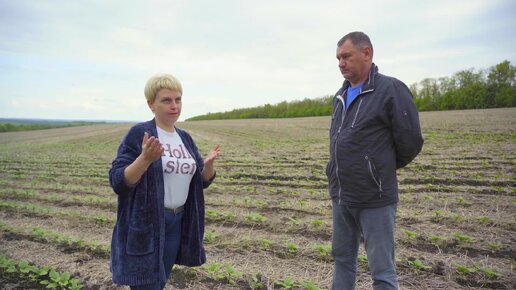 Технология strip-till ｜ Минимальная обработка почвы ｜ Технологии растениеводства