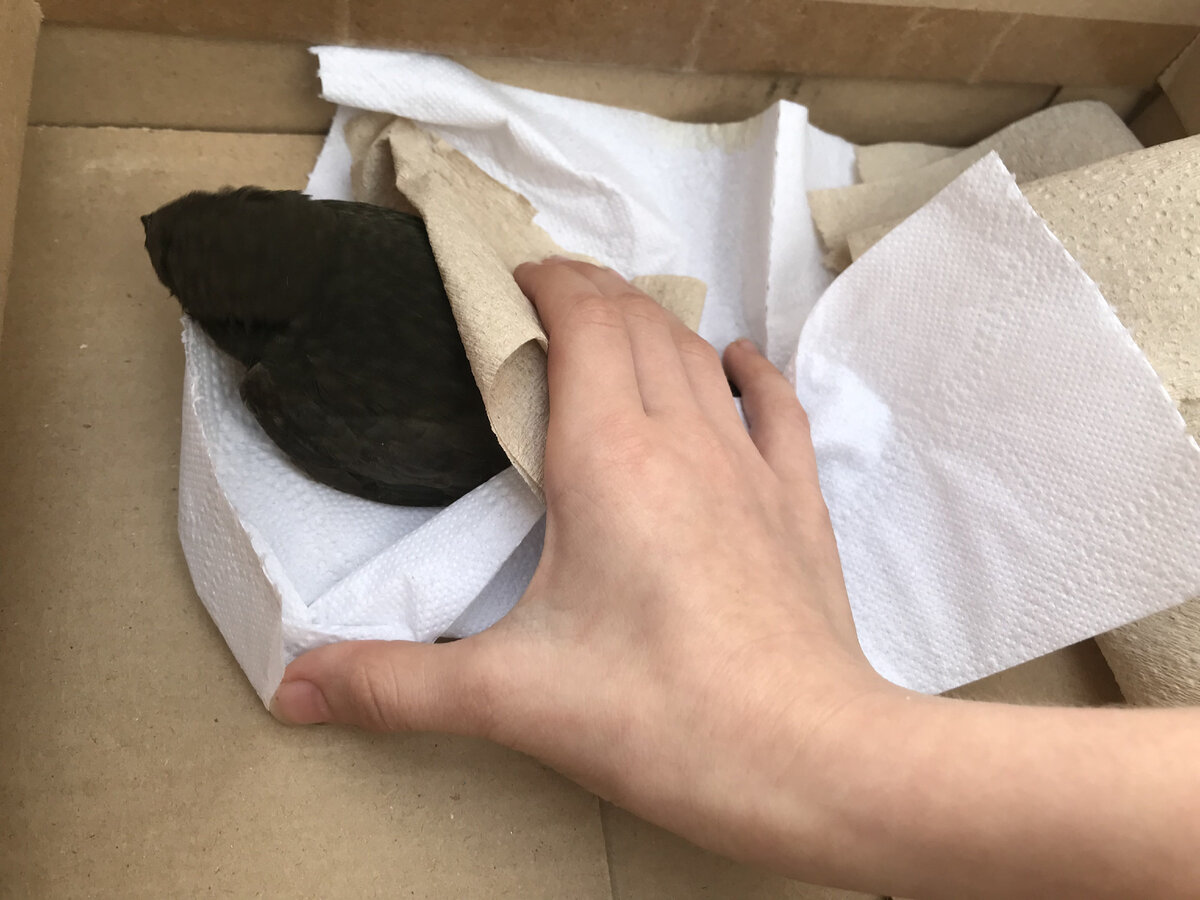 Стриж лежит неподвижно в субботу. Фото автора канала