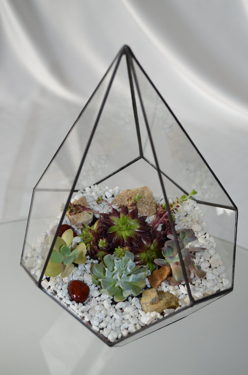 Мои флорариумы. Фото из личного архива.