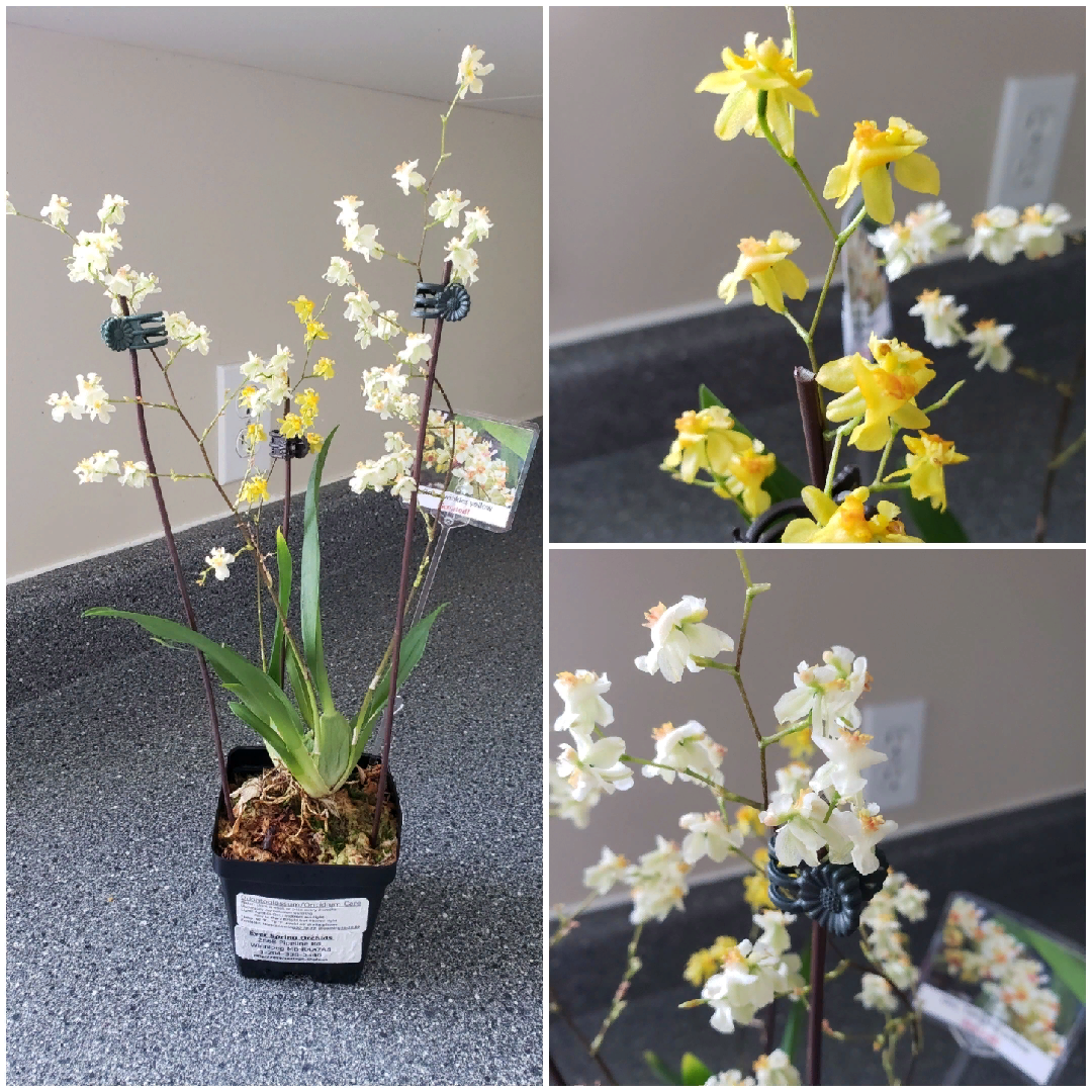 Oncidium 'twinkle' - аромат ванили