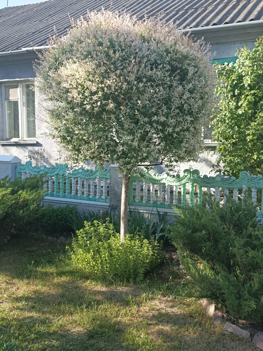 Такое дерево увидела по дороге. Не знаете, что это? 