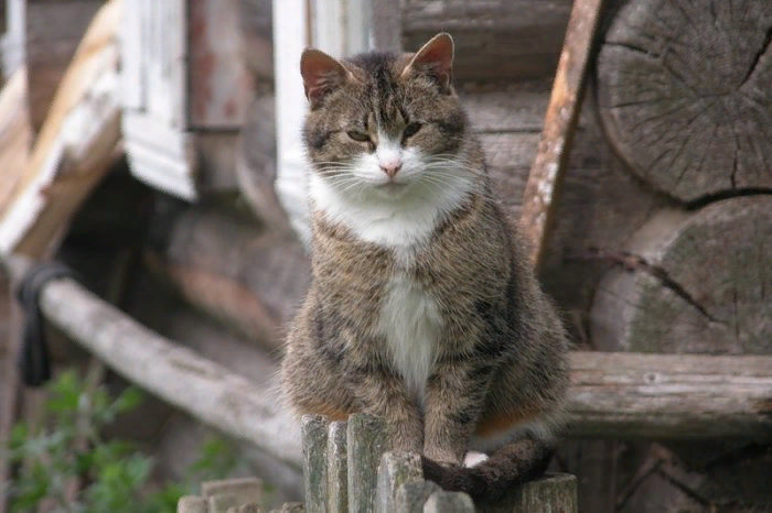 Коты деревенские и коты городские — это две большие разницы.  Нет, внешне они похожи, разве что у городских домашних кошек шёрстка будет почище, и общий вид более холёный.-10