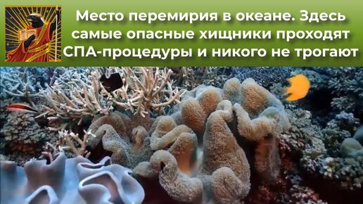 Место перемирия в океане. Здесь самые опасные хищники никого не трогают. Все рыбы дружно проходят СПА-процедуры! | Видео 🎥