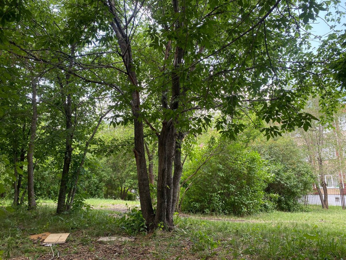 ТО САМОЕ ДЕРЕВО И ОСТАТКИ "ДОМА". ФОТО: ЦАРЬГРАД.