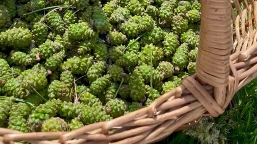 Милый фермер | С утра были в полях, собирали шишки, травку, цветочки ...