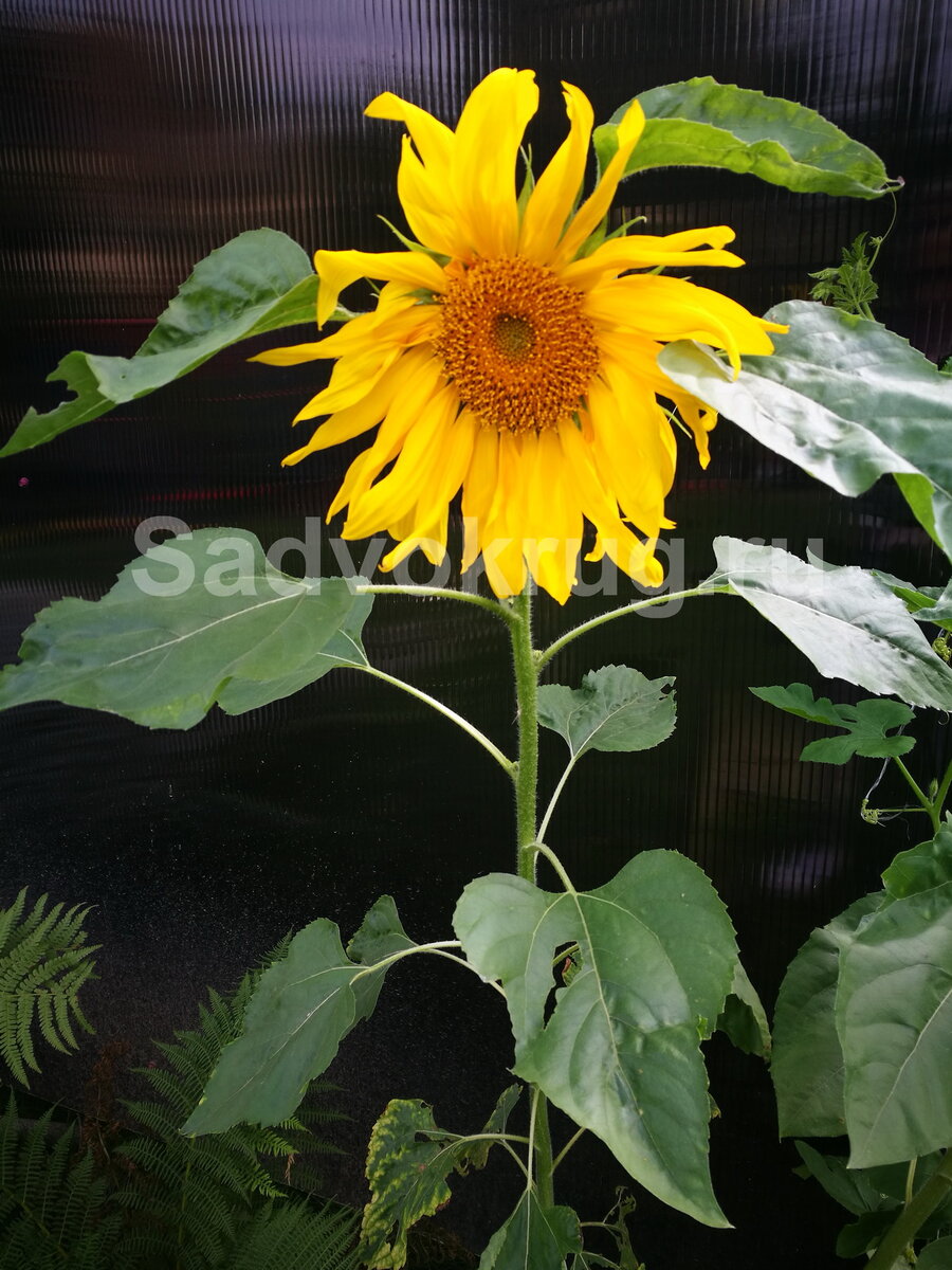 Фото. Подсолнух.