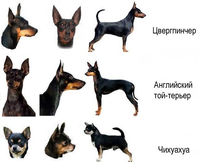 Чем отличается пинчер от той-терьера?