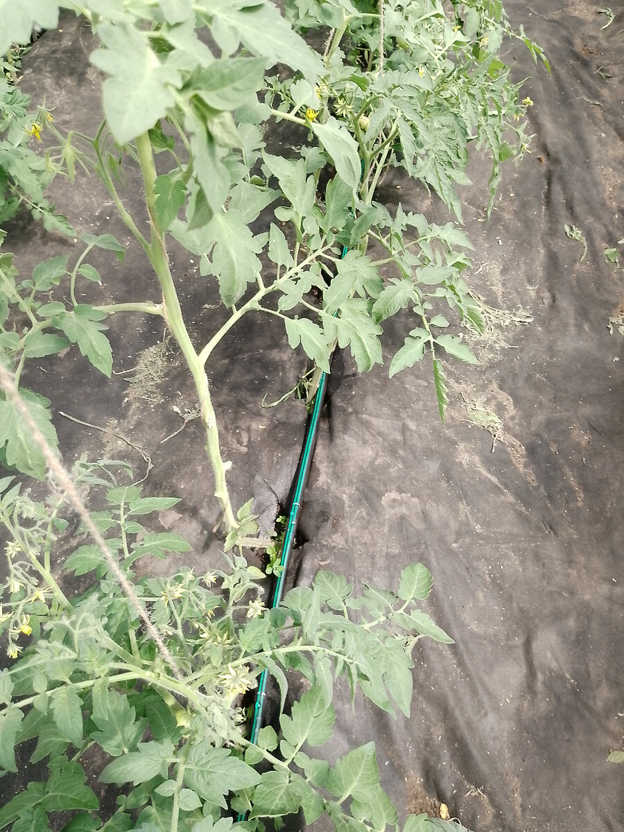 Капельная лента