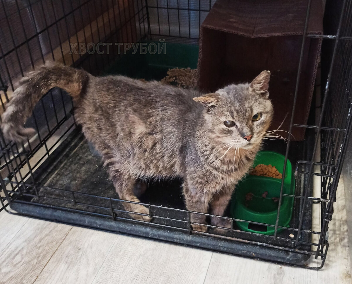 котята старый оскол. картинка "признательность" с котом. отдам старого кота. отдам старого кота. приют для кошек кемерово.