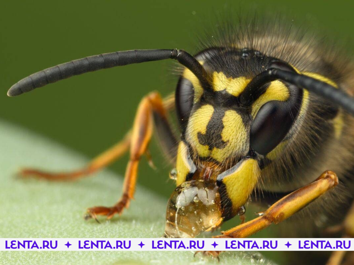 Оса. Wasp Оса. Осы обыкновенный Шершень Германская Оса обыкновенная Оса. Белолицый Шершень. Дикая Оса.