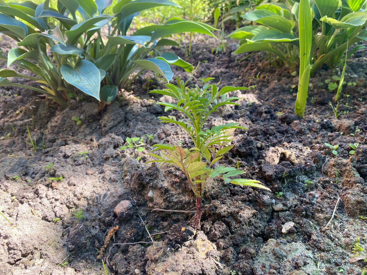 Однолетник автора спешит жить