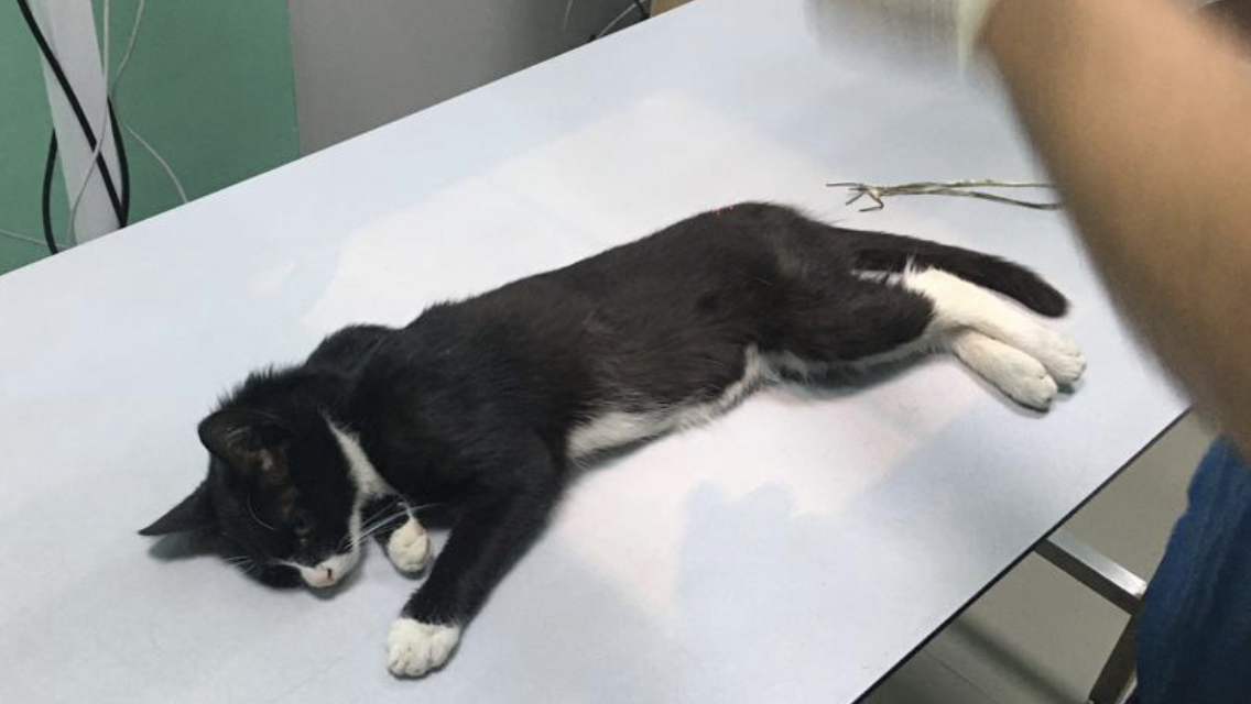 Пожарный спас кота. Спасли бездомную кошку. Бездомные котята которых спасли дети. Бездомные котята в коробке. Спасение бездомного кота.