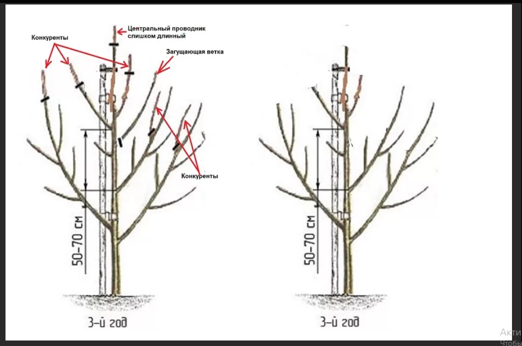 Можно ли обрезать. Схема посадки колоновидного абрикоса. Обрезка колоновидного абрикоса схема. Подрезка сливы осенью схема. Колоновидный абрикос обрезка.