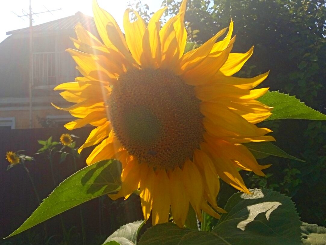 Этот праздник у наших предков был посвящен Солнцу и силам природы