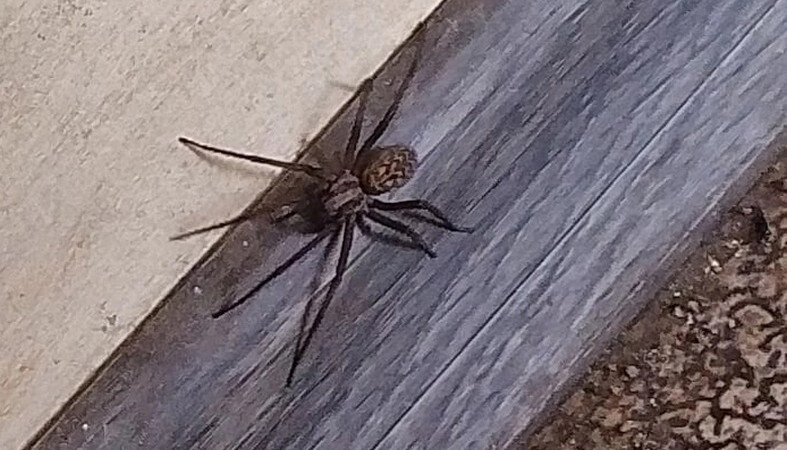 ARANEIDA Hämähäkit, Corinnidae