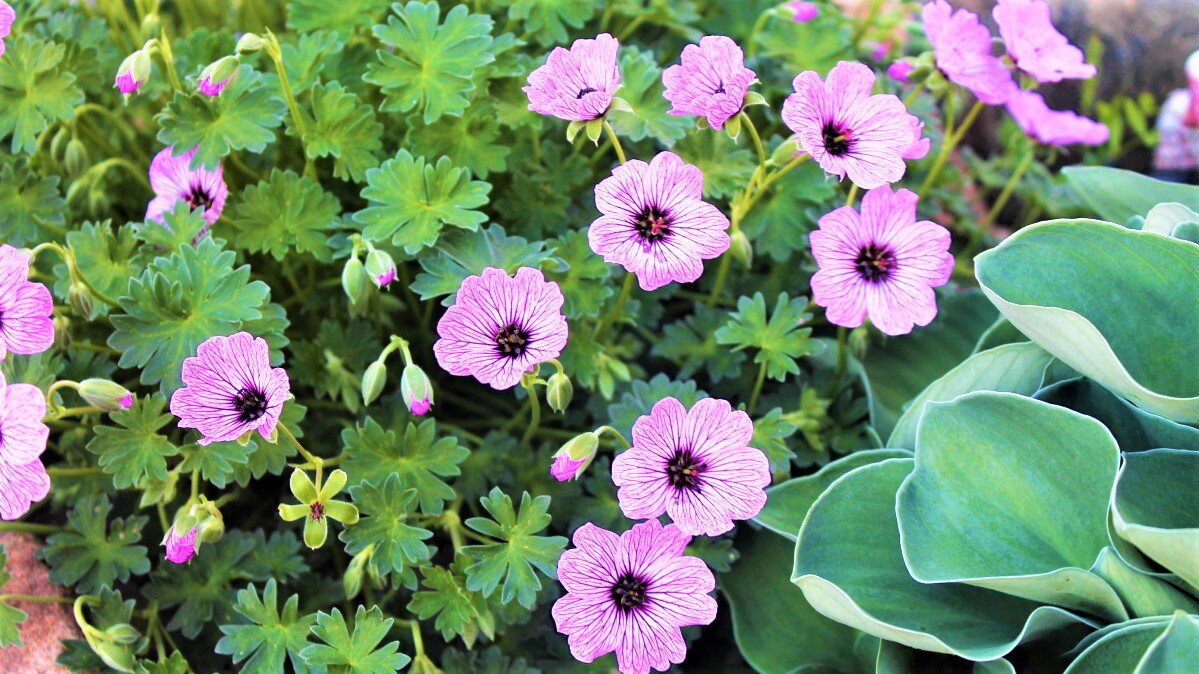 Красивые цветы, которые со временем вытеснят сорняки! | GardenLife | Дзен