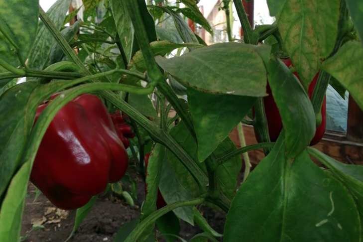 © Фото VN.ru.📷
