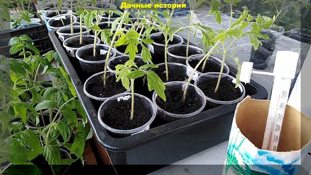 Подкормка рассады томатов