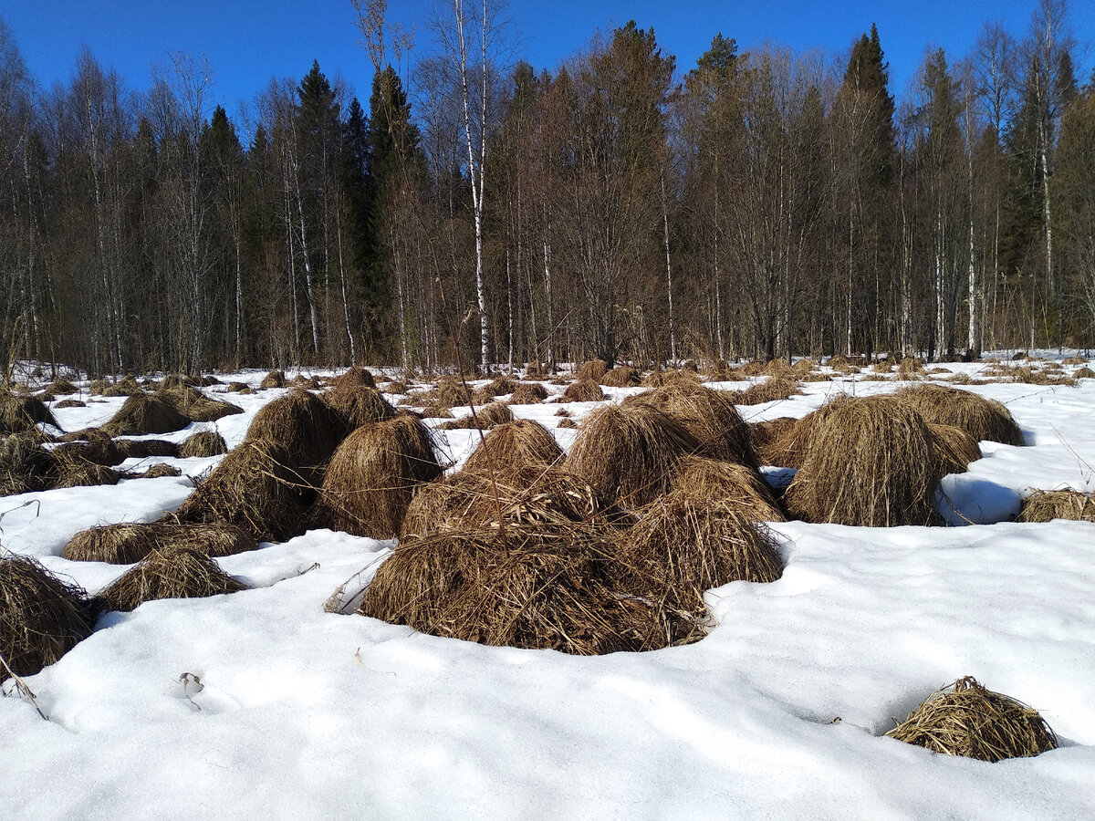 Кочки в лесу