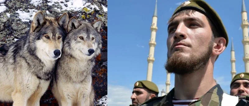 Волк (на чеченском языке - борз) - старинный символ (точнее талисман) народа нохчий. Сами чеченцы тесно ассоциируют себя именно с волками.